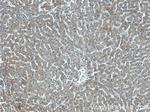 ANGPTL8 Antibody in Immunohistochemistry (Paraffin) (IHC (P))