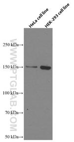 RAB3GAP2 Antibody in Western Blot (WB)