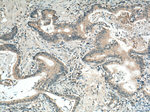 GRASP65/GORASP1 Antibody in Immunohistochemistry (Paraffin) (IHC (P))