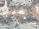 GRASP65/GORASP1 Antibody in Immunohistochemistry (Paraffin) (IHC (P))