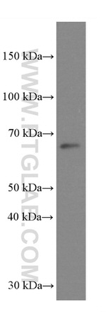 GRASP65/GORASP1 Antibody in Western Blot (WB)