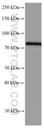 IRAK1 Antibody in Western Blot (WB)