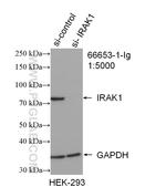 IRAK1 Antibody in Western Blot (WB)