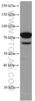 IRAK1 Antibody in Western Blot (WB)