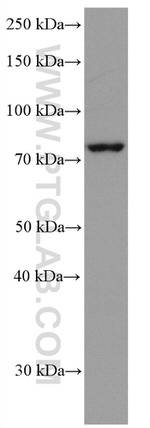 IRAK1 Antibody in Western Blot (WB)