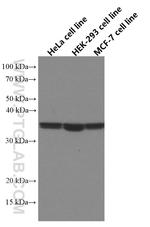 WNT2 Antibody in Western Blot (WB)