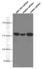 BAG6 Antibody in Western Blot (WB)