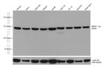 BAG6 Antibody in Western Blot (WB)