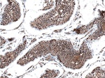 BAG6 Antibody in Immunohistochemistry (Paraffin) (IHC (P))