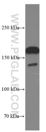 BAG6 Antibody in Western Blot (WB)