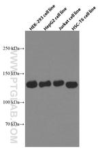 GOLGA2/GM130 Antibody in Western Blot (WB)