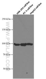 DDX54 Antibody in Western Blot (WB)