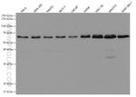 Beclin 1 Antibody in Western Blot (WB)