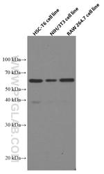 Beclin 1 Antibody in Western Blot (WB)