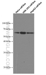 Beclin 1 Antibody in Western Blot (WB)