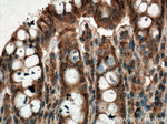 PLCB3 Antibody in Immunohistochemistry (Paraffin) (IHC (P))