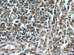 IRF3 Antibody in Immunohistochemistry (Paraffin) (IHC (P))