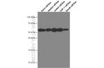 IRF3 Antibody in Western Blot (WB)