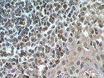 IRF3 Antibody in Immunohistochemistry (Paraffin) (IHC (P))