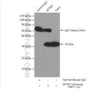 ASF/SF2 Antibody in Immunoprecipitation (IP)