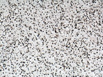 ASF/SF2 Antibody in Immunohistochemistry (Paraffin) (IHC (P))