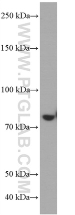 PLZF Antibody in Western Blot (WB)