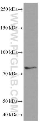 PLZF Antibody in Western Blot (WB)