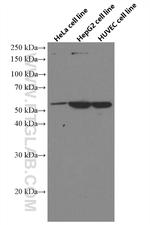 MLKL Antibody in Western Blot (WB)