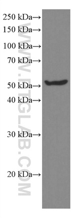 MLKL Antibody in Western Blot (WB)