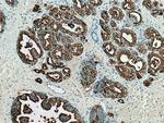 PSMA/GCPII Antibody in Immunohistochemistry (Paraffin) (IHC (P))