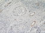 vwf Antibody in Immunohistochemistry (Paraffin) (IHC (P))