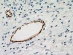 vwf Antibody in Immunohistochemistry (Paraffin) (IHC (P))