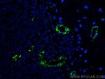 vwf Antibody in Immunohistochemistry (PFA fixed) (IHC (PFA))