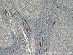 vwf Antibody in Immunohistochemistry (Paraffin) (IHC (P))