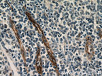 vwf Antibody in Immunohistochemistry (Paraffin) (IHC (P))