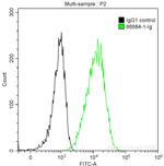 Cytokeratin 13 Antibody in Flow Cytometry (Flow)