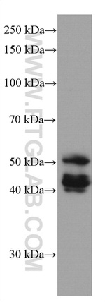 Cytokeratin 13 Antibody in Western Blot (WB)