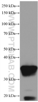 Galectin-4 Antibody in Western Blot (WB)