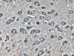 NRBP2 Antibody in Immunohistochemistry (Paraffin) (IHC (P))