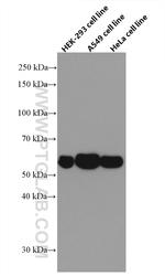 NRBP2 Antibody in Western Blot (WB)