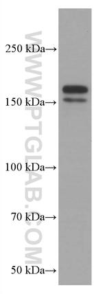 EHMT2 Antibody in Western Blot (WB)