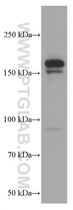 EHMT2 Antibody in Western Blot (WB)