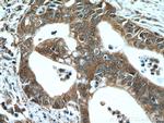 NEUROD1 Antibody in Immunohistochemistry (Paraffin) (IHC (P))