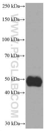 NEUROD1 Antibody in Western Blot (WB)