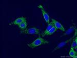 TNFAIP3 Antibody in Immunocytochemistry (ICC/IF)