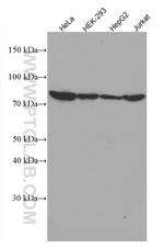 TNFAIP3 Antibody in Western Blot (WB)