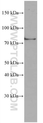 TNFAIP3 Antibody in Western Blot (WB)