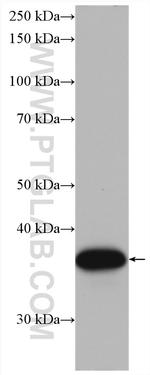 OCIAD1 Antibody in Western Blot (WB)