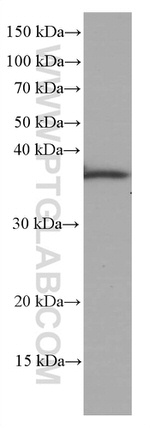 OCIAD1 Antibody in Western Blot (WB)