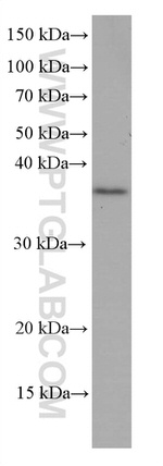 OCIAD1 Antibody in Western Blot (WB)